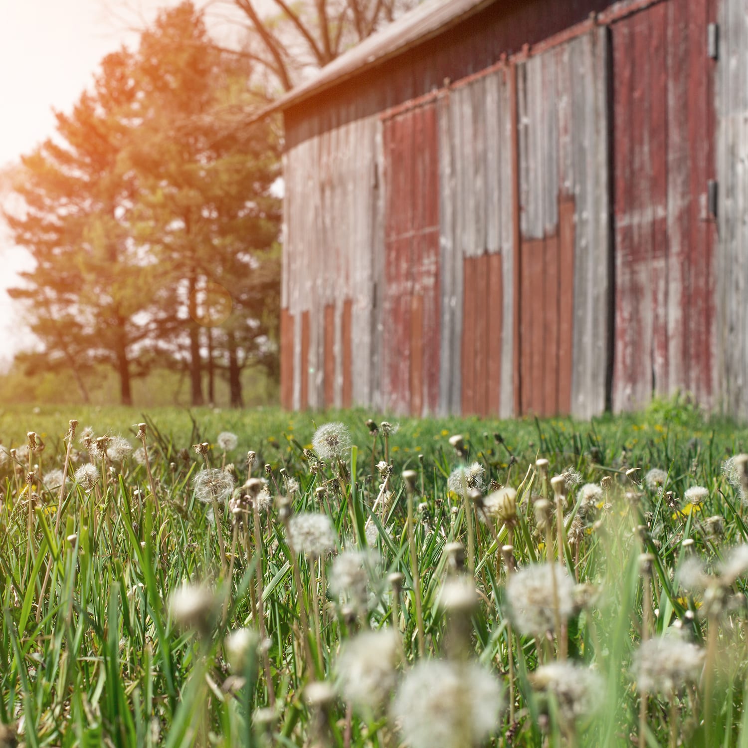 Historic,Old,Farmhouse,And,Rustic,Faded,Barn,With,Dandelion,Seeds